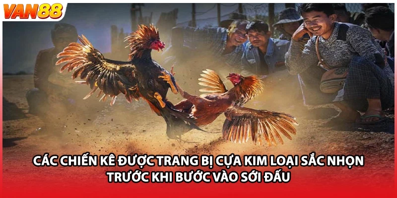 Các chiến kê được trang bị cựa kim loại sắc nhọn trước khi bước vào sới đấu