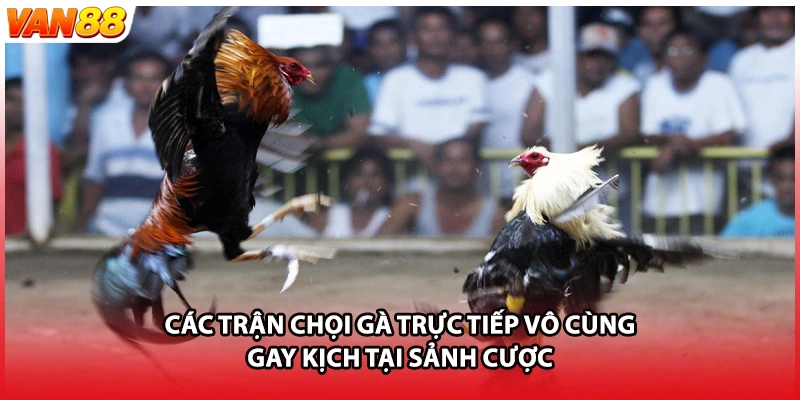 Các trận chọi gà trực tiếp vô cùng gay kịch tại sảnh cược