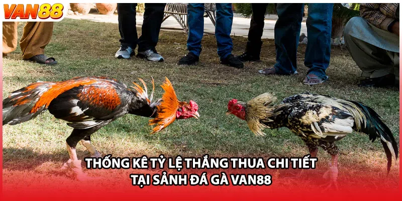 Thống kê tỷ lệ thắng thua chi tiết tại sảnh đá gà VAN88