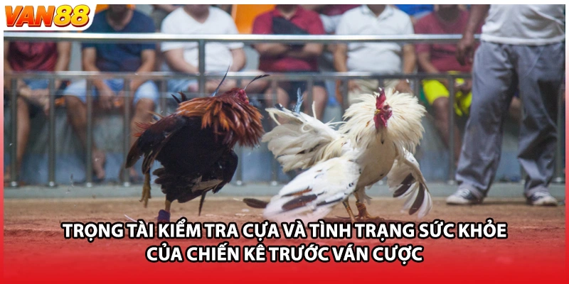 Trọng tài kiểm tra cựa và tình trạng sức khỏe của chiến kê trước ván cược